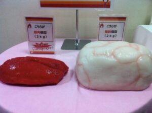 筋肉と脂肪の見た目